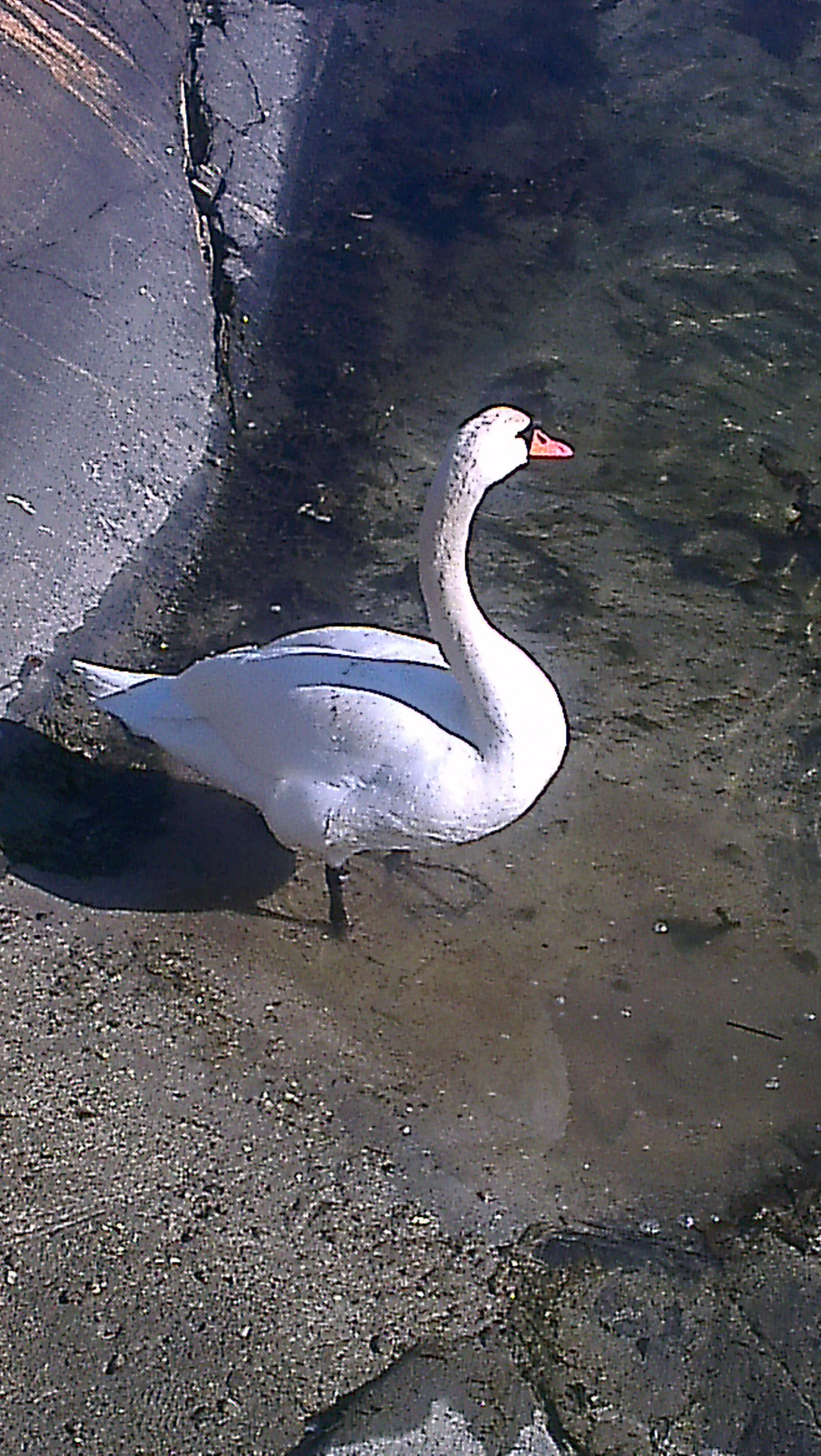 Furutreet på holmen